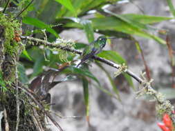 Plancia ëd Urosticte Gould 1853