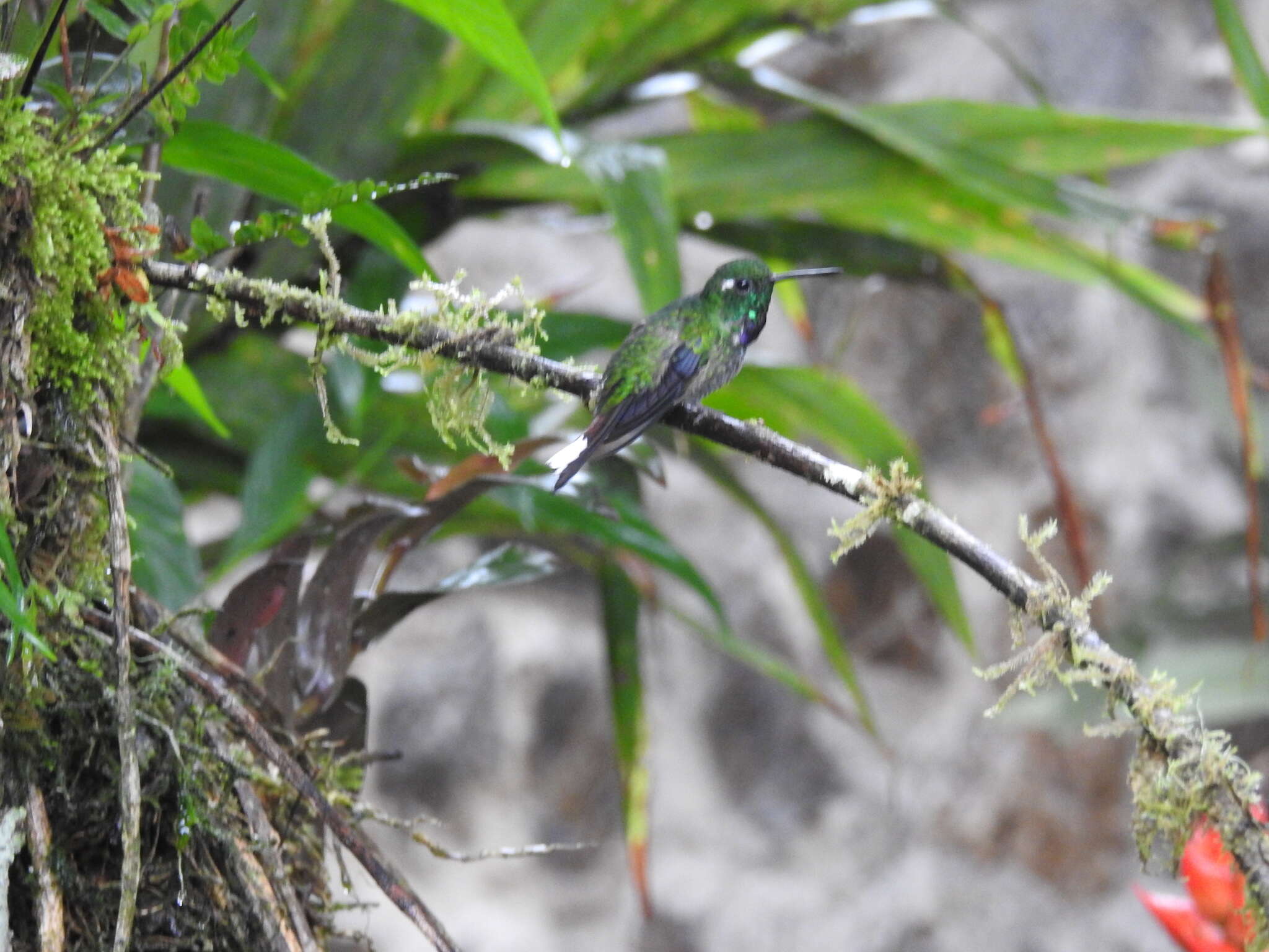 Plancia ëd Urosticte Gould 1853