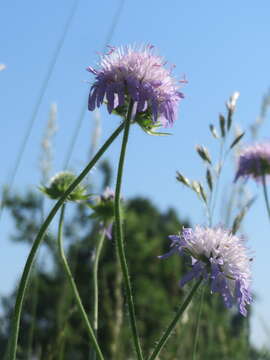 Слика од Knautia arvensis (L.) Coulter