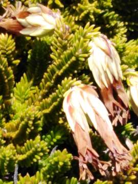 Image of Erica banksia (Willd.) Andr.