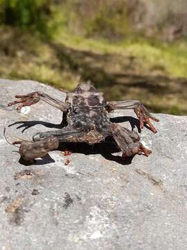 Image of Atacama Toad