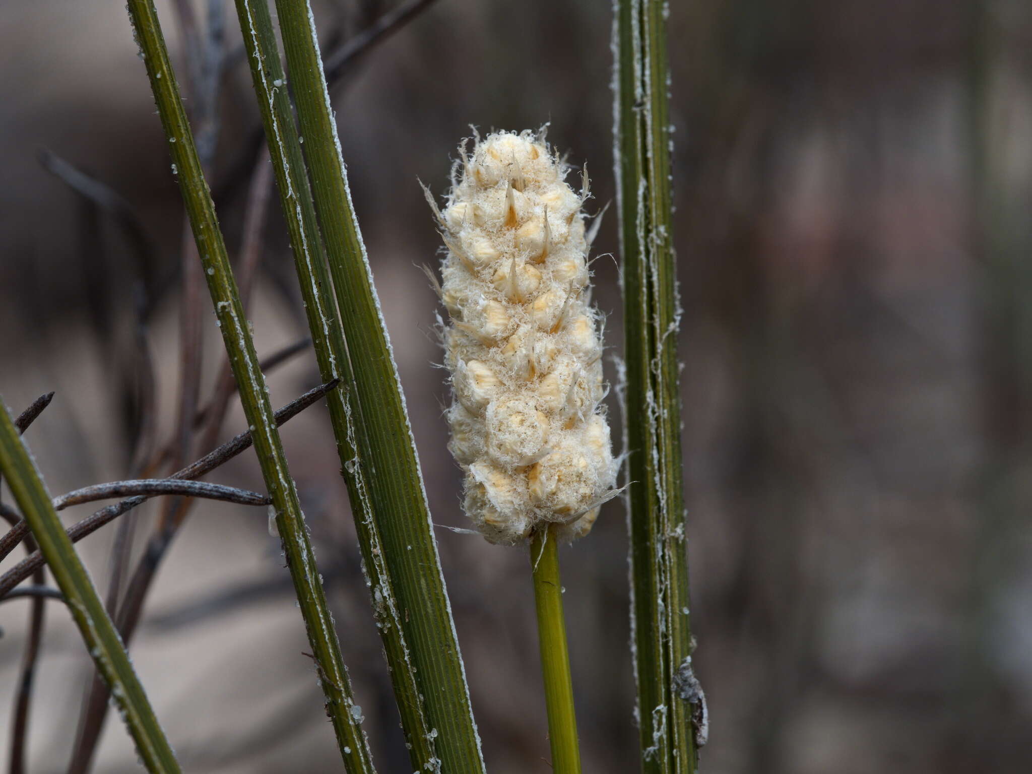 Sivun Lomandra leucocephala subsp. robusta A. T. Lee kuva