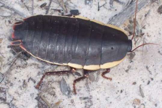 Image of bush cockroach