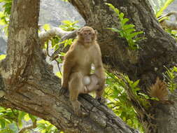 Image of Assam Macaque