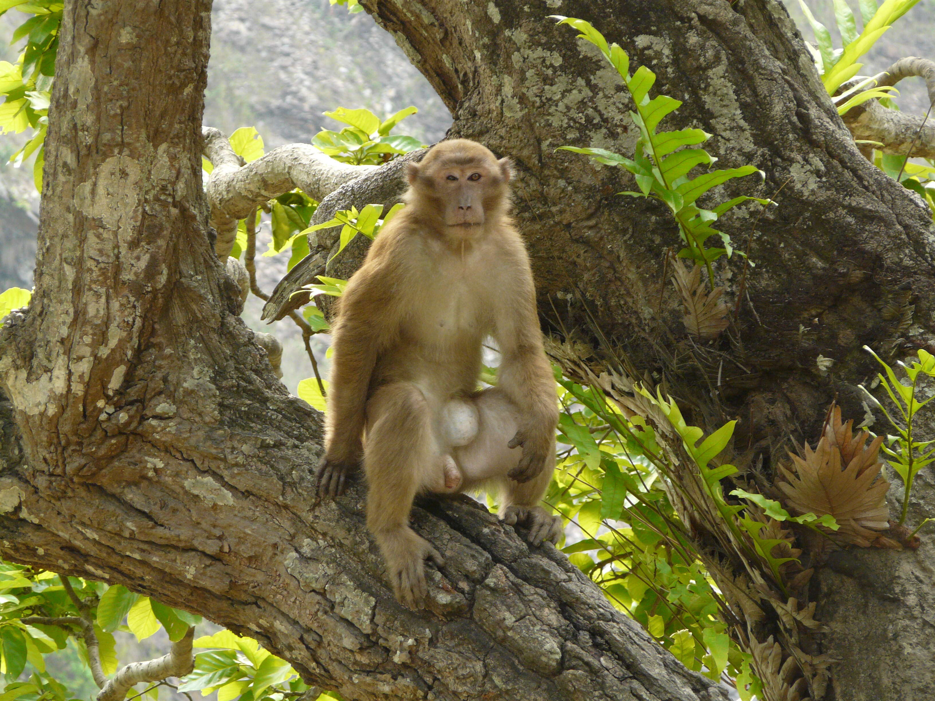 Image of Assam Macaque