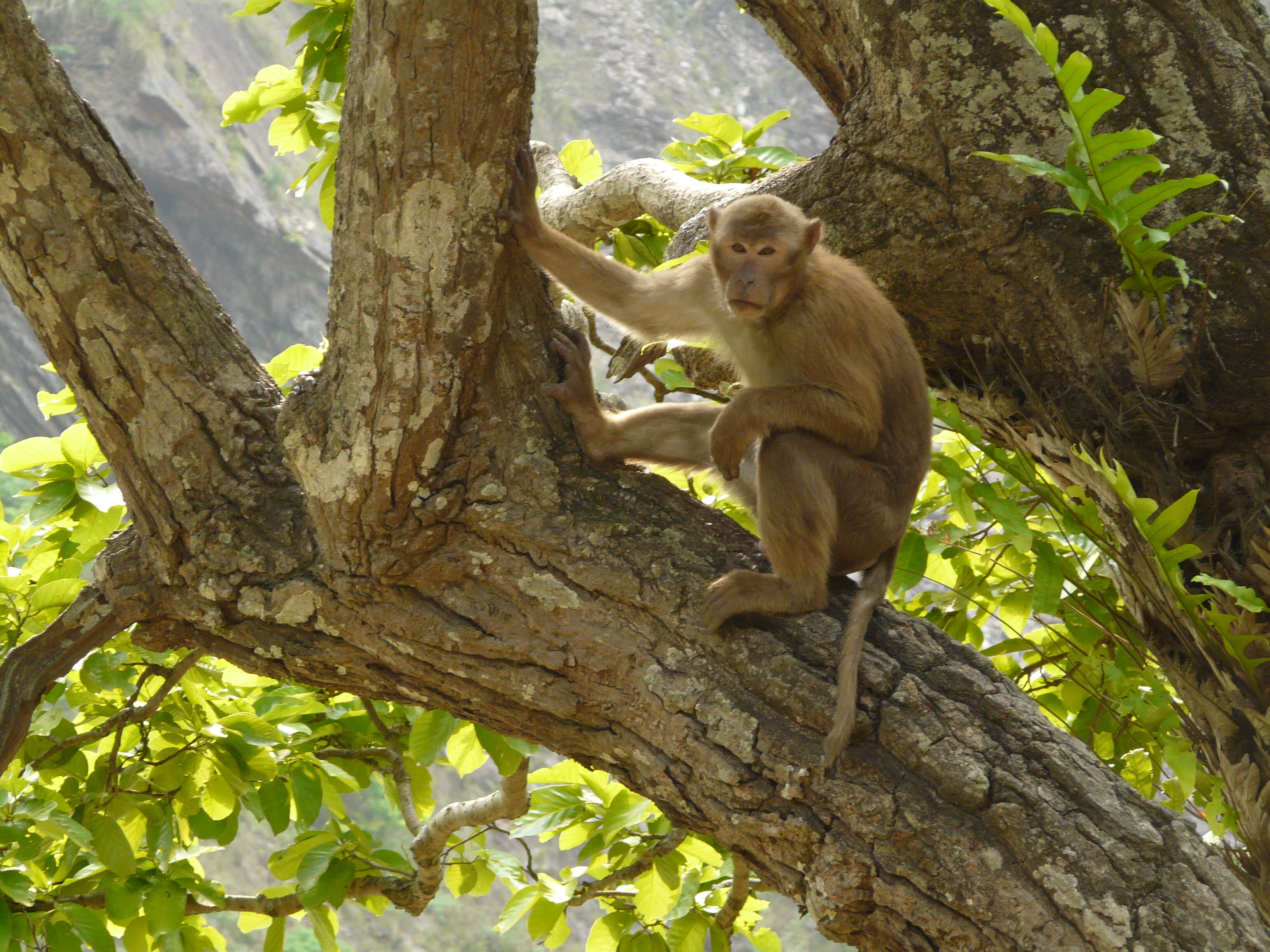 Image of Assam Macaque