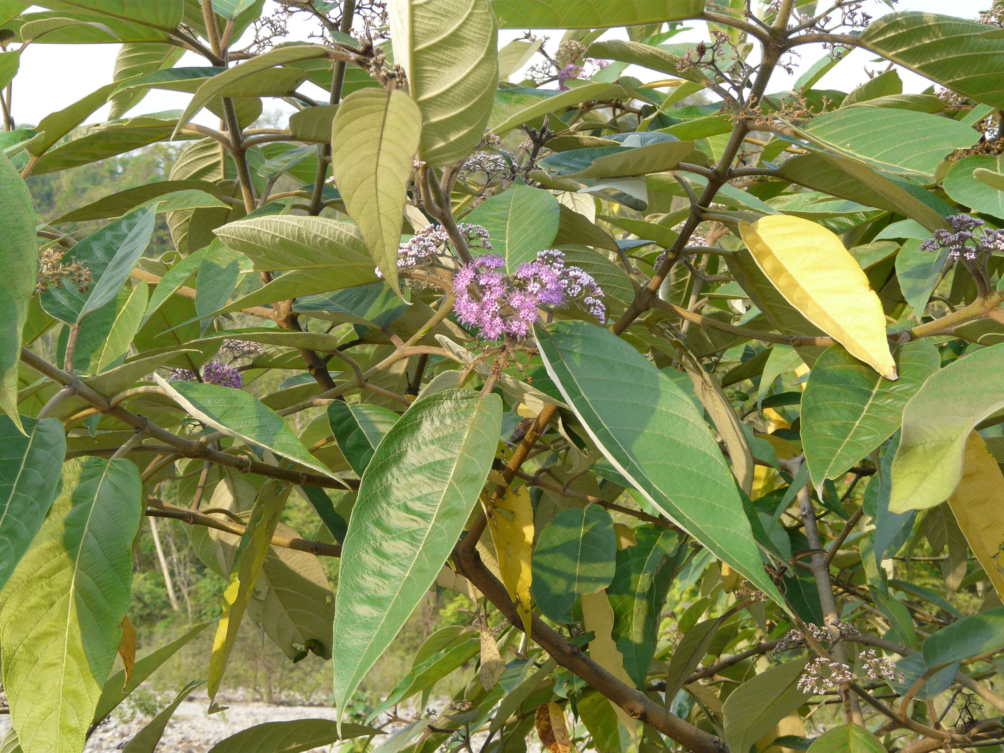 Image of Callicarpa macrophylla Vahl