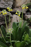 Imagem de Primula sikkimensis Hook.