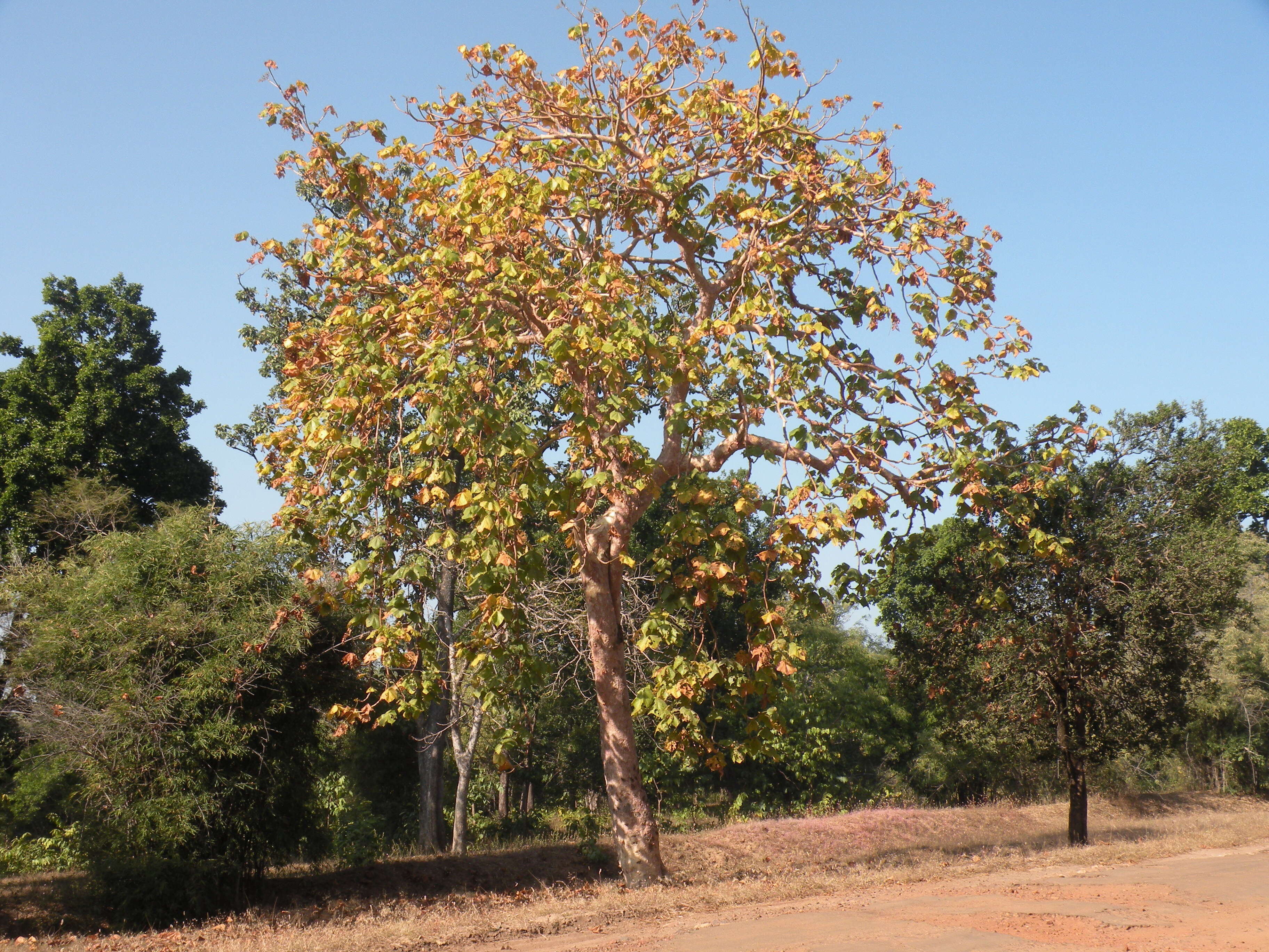 Image of sterculia