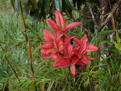 Image of Tree Rhododendron