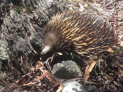 Image of Short-beaked Echidnas