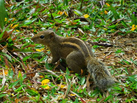 Image of Indian palm squirrel