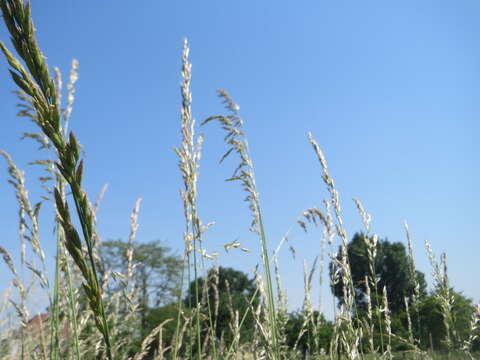 Image of Button Grass