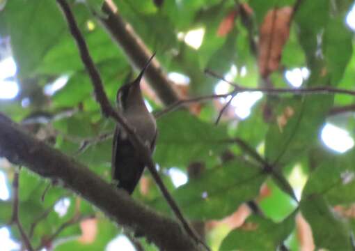 Image of Amethyst-throated Hummingbird