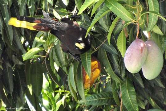 Image of Crested Oropendola