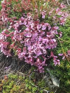 Image of Saponaria pumila Janchen