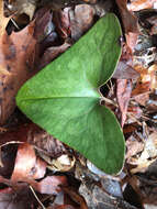 Image of Hexastylis arifolia var. arifolia