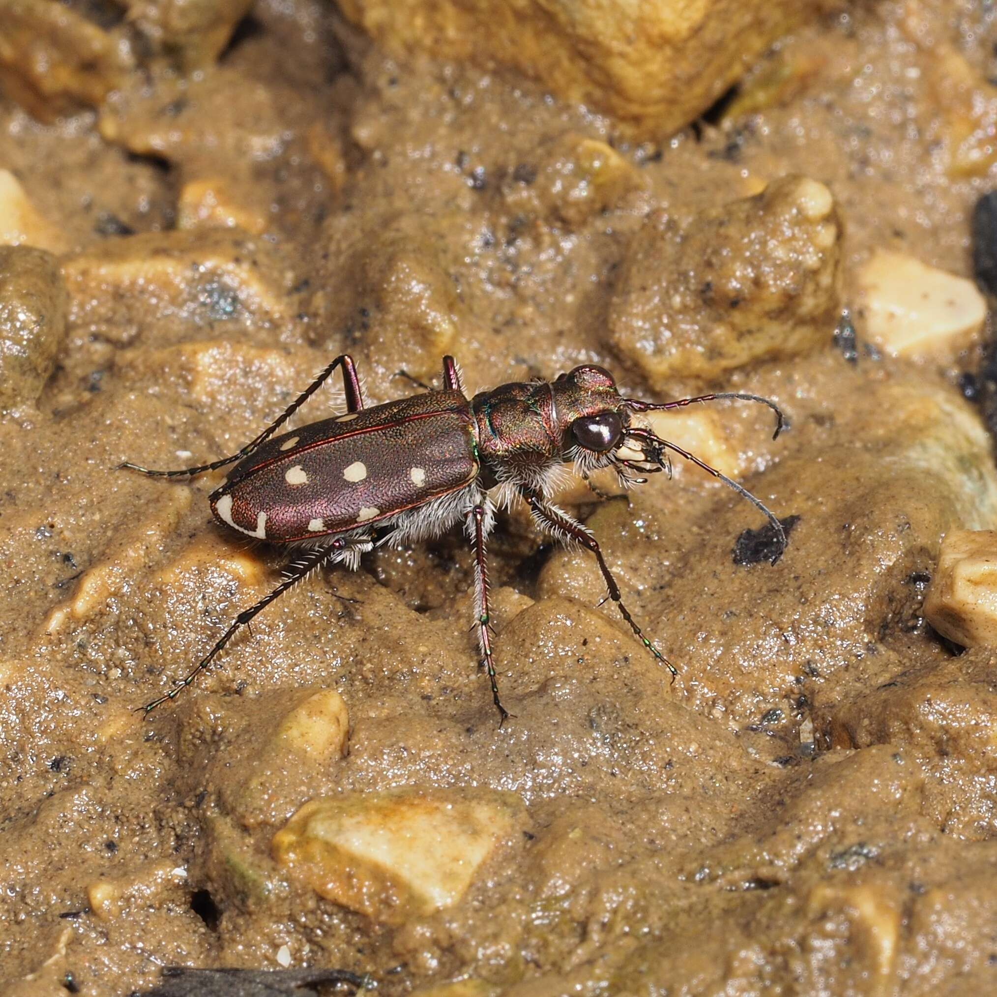 Image of Cicindela (Calomera) littoralis Fabricius 1787