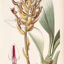 Image of Eria ornata (Blume) Lindl.