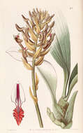 Image of Eria ornata (Blume) Lindl.