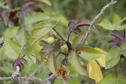 Image of bellyache bush