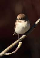 Image of European Pied Flycatcher