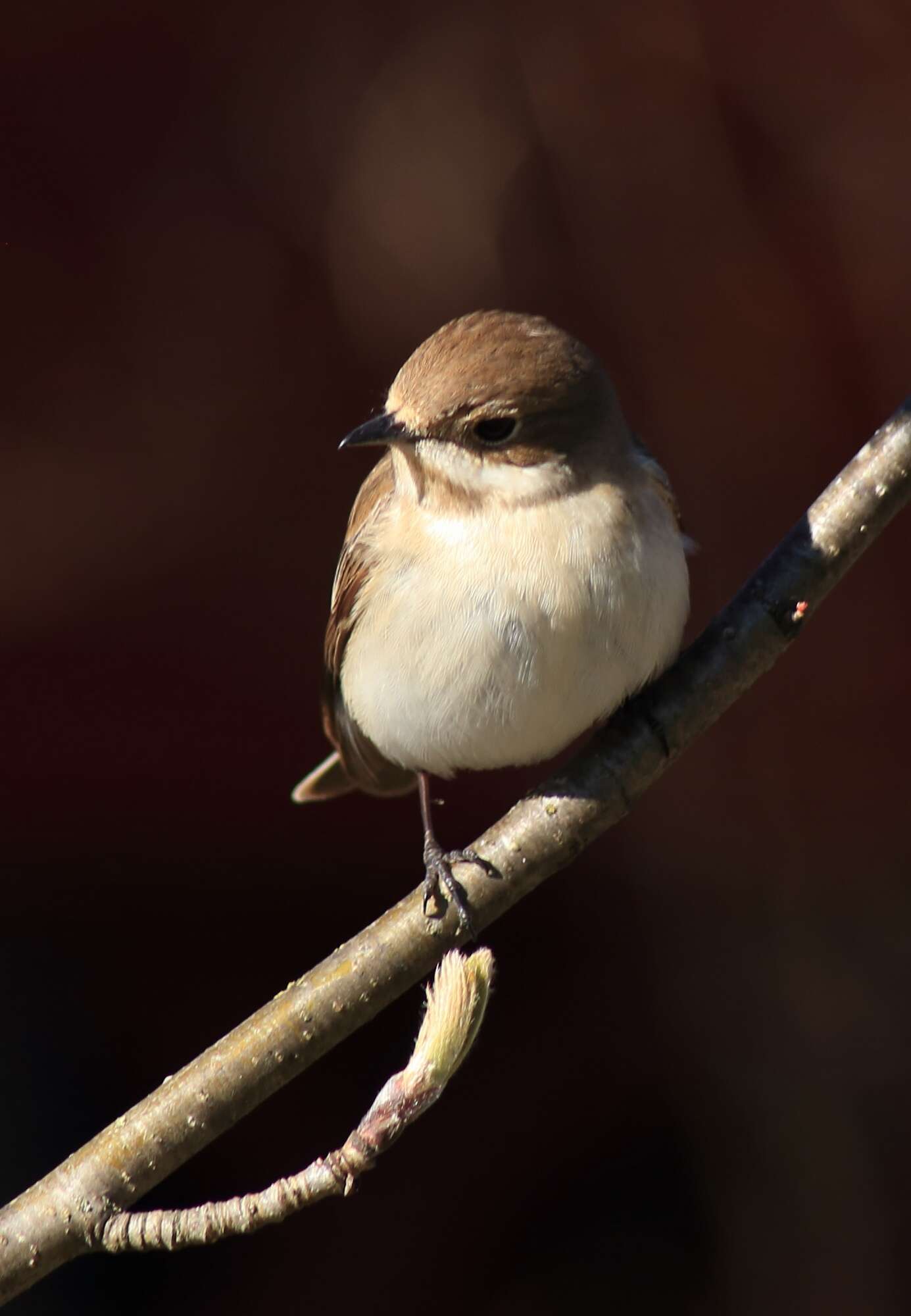 Image of European Pied Flycatcher