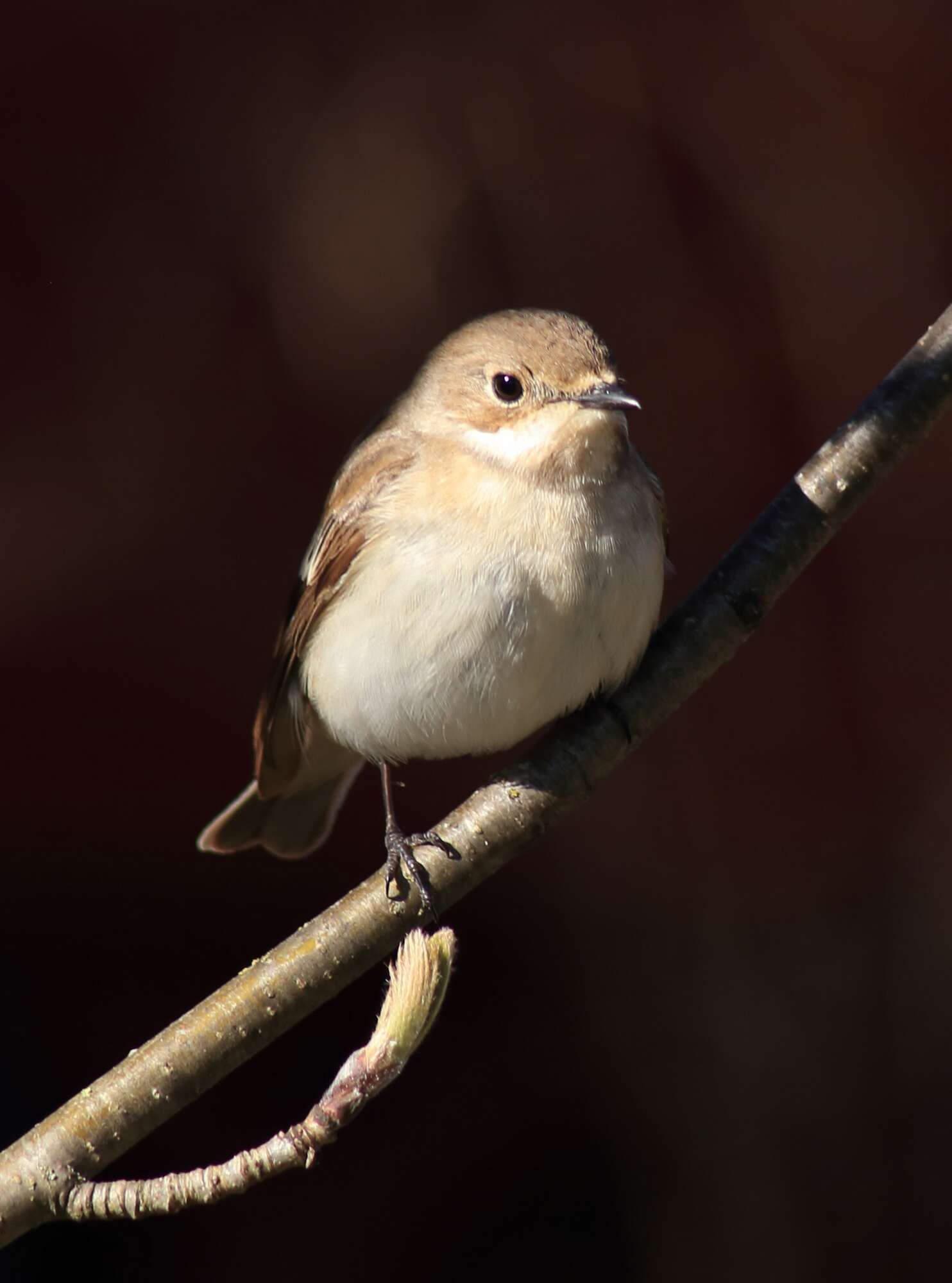 Image of European Pied Flycatcher