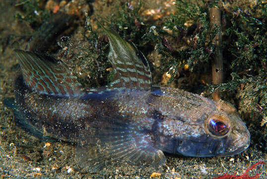 Image of Black Goby