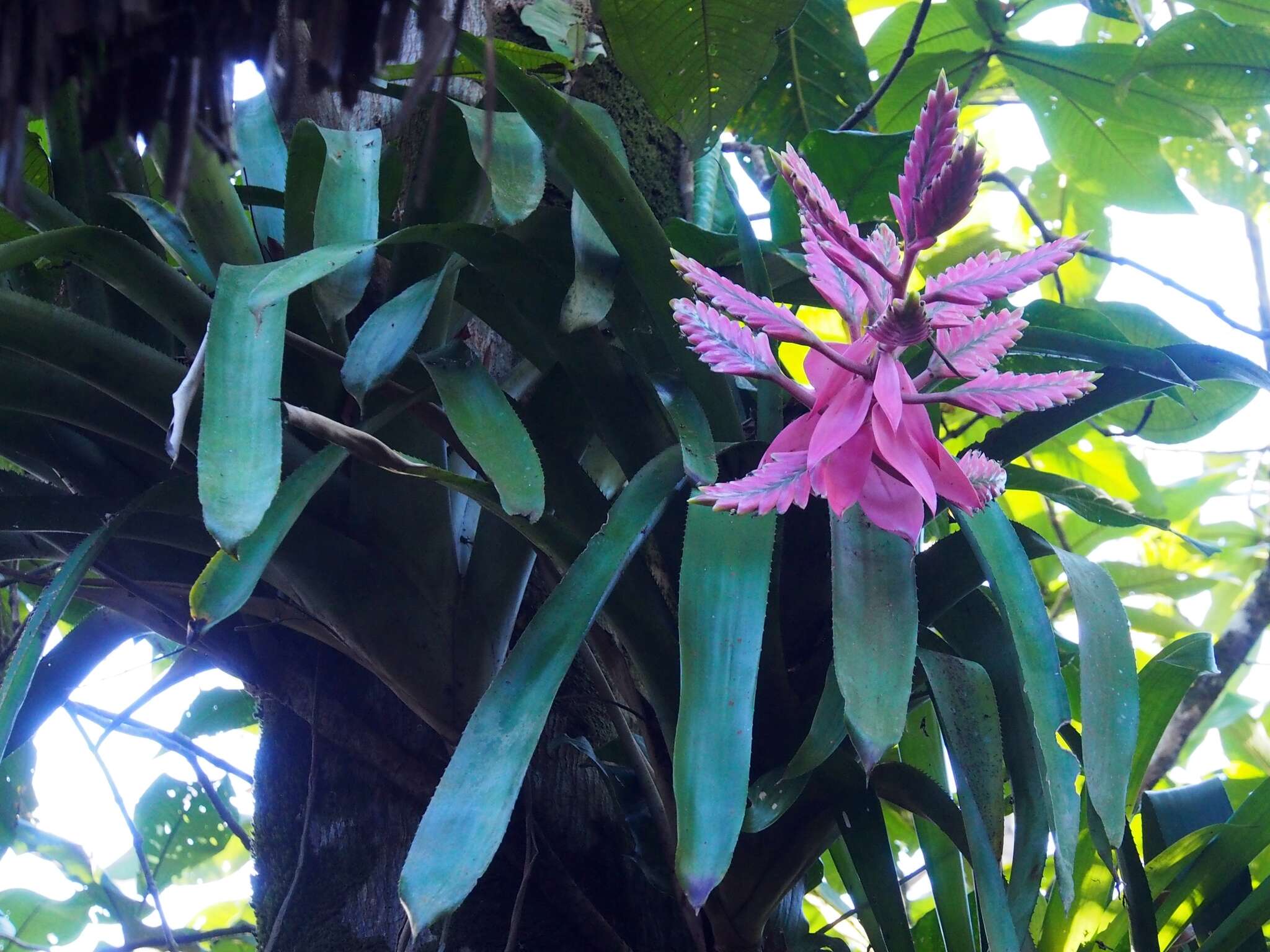 Image of Aechmea tillandsioides (Mart. ex Schult. & Schult. fil.) Baker