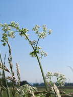 Image of White bedstraw