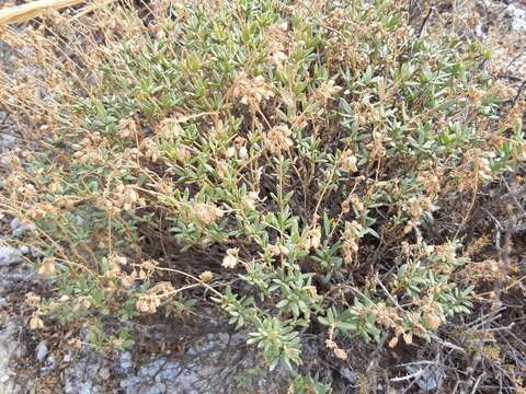 Helianthemum squamatum (L.) Pers.的圖片