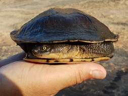Image of Common Snake-necked Turtle
