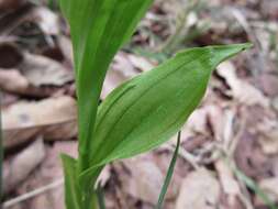 Cephalanthera longibracteata Blume的圖片