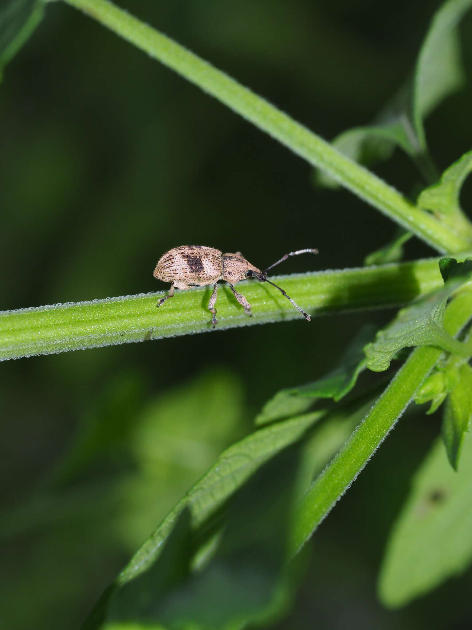 Imagem de Phytoscaphus triangularis (Olivier 1807)