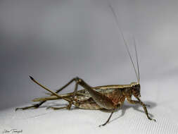 صورة Eneoptera nigripedis Robillard 2005