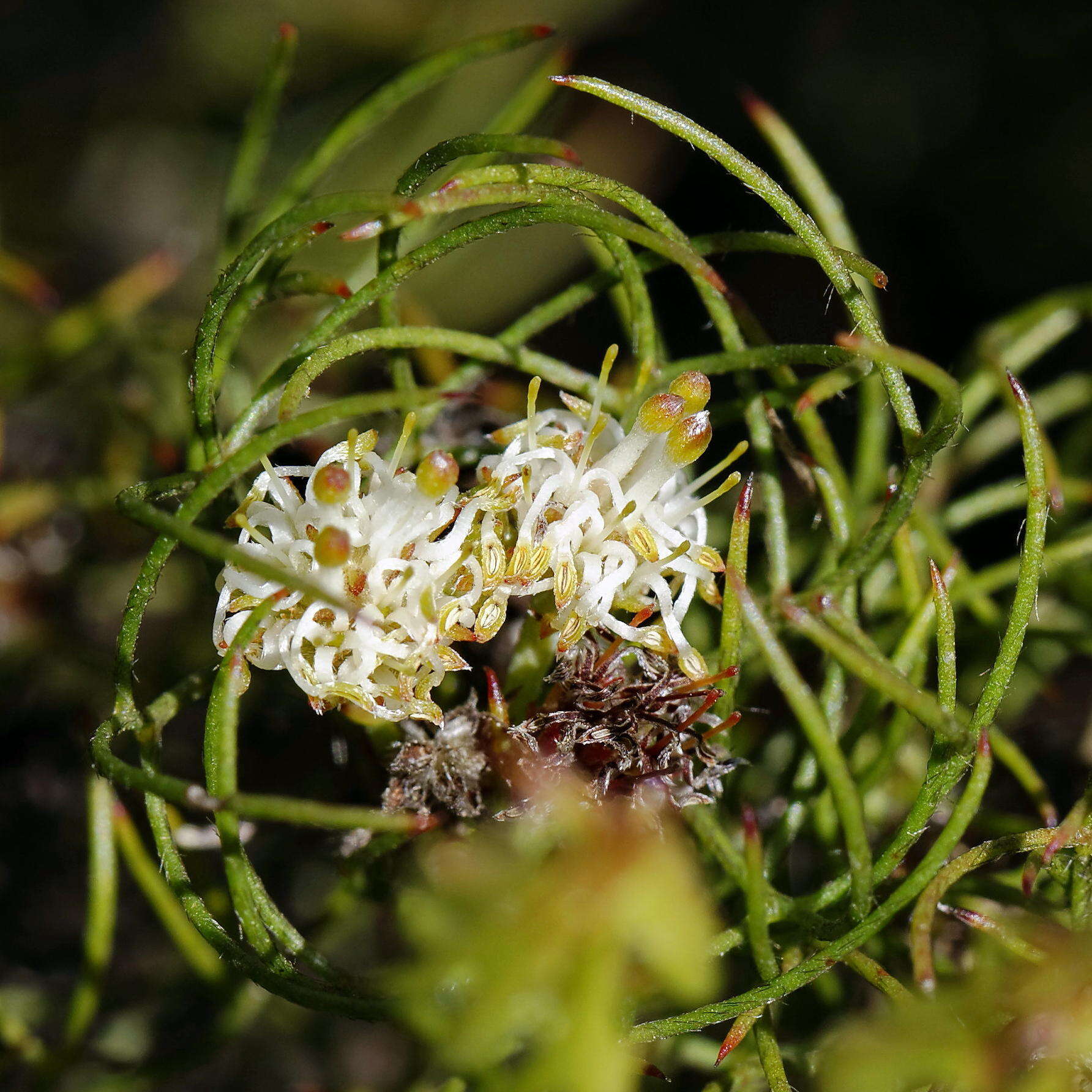 Image of Serruria inconspicua L. Guthrie & Salter