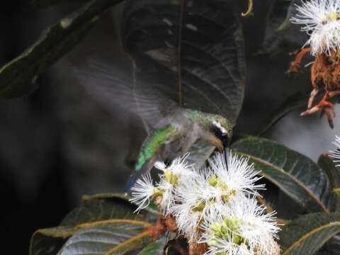 Image of Western Emerald