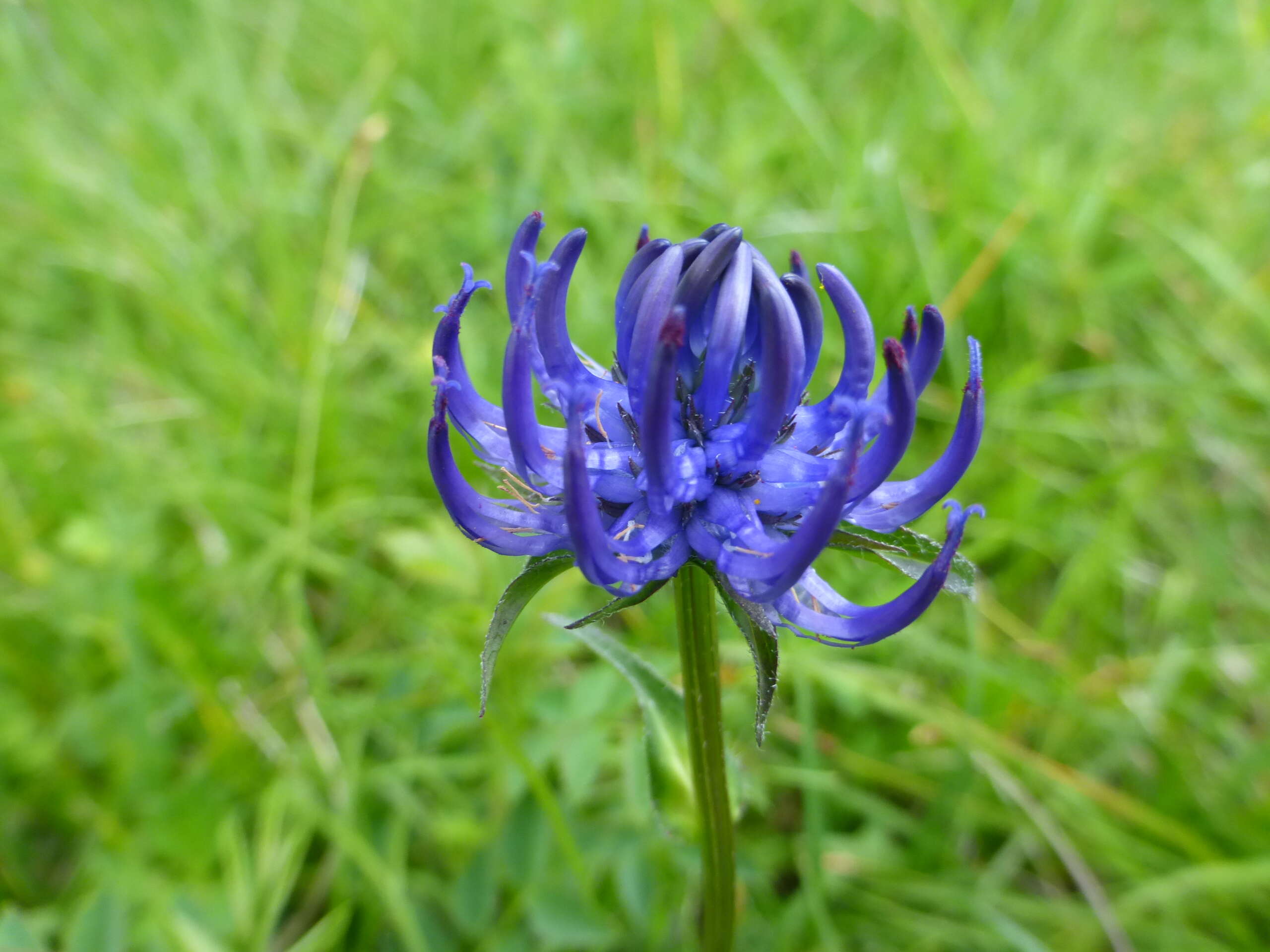 Image of Round-headed Rampion