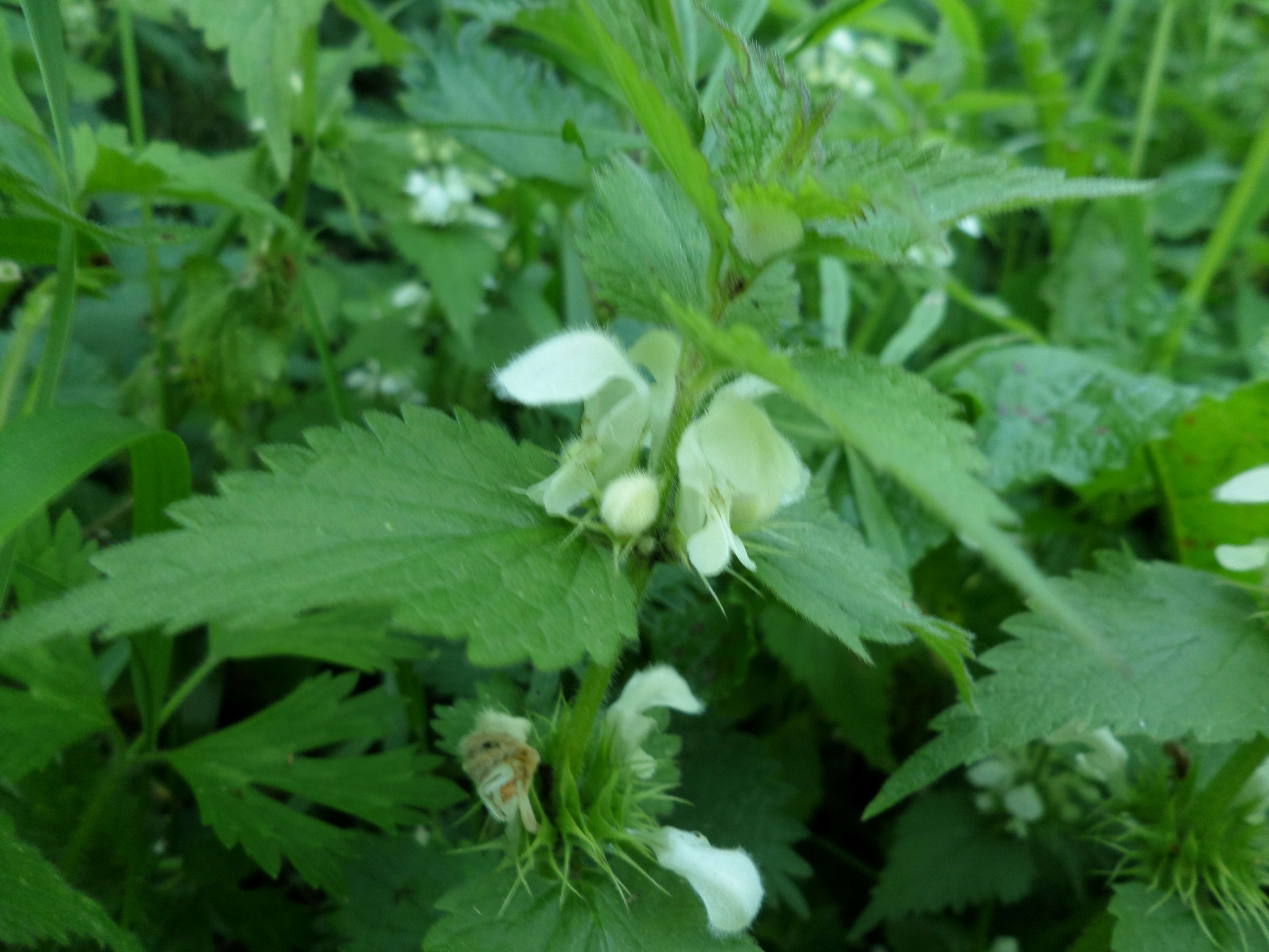 Image of white deadnettle