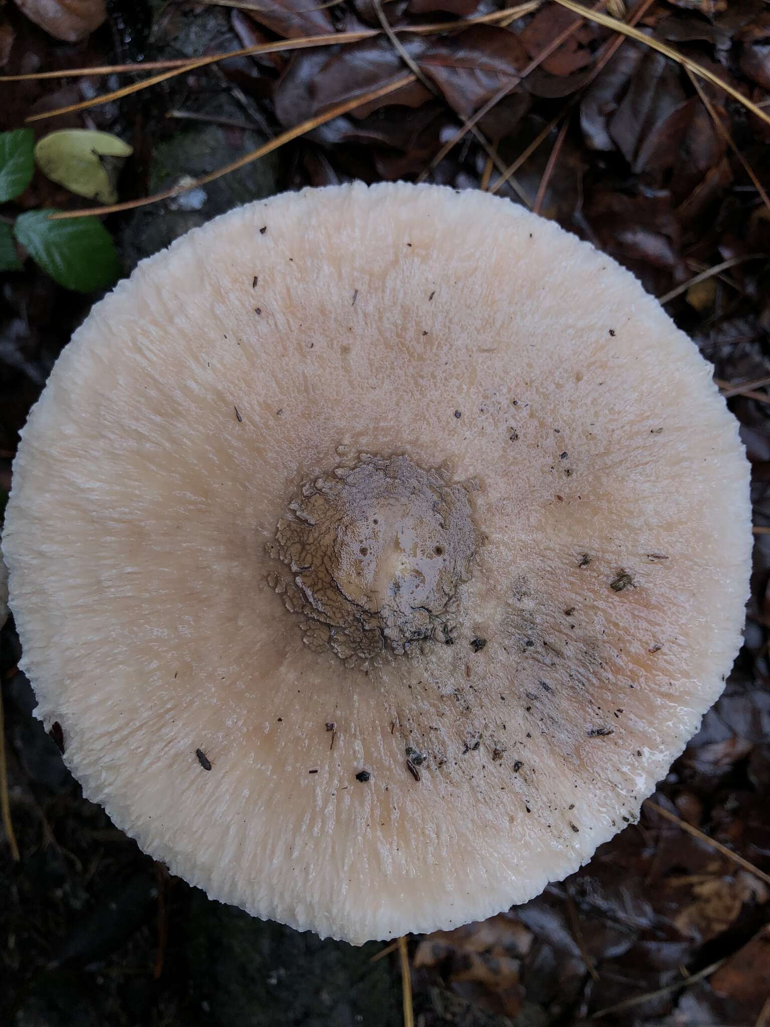 Macrolepiota bonaerensis (Speg.) Singer 1951 resmi