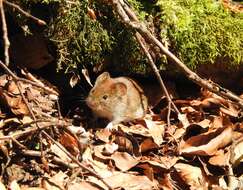 Image of wood mouse, long-tailed field mouse