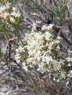 Imagem de Eriogonum leptophyllum (Torr. & Gray) Woot. & Standl.