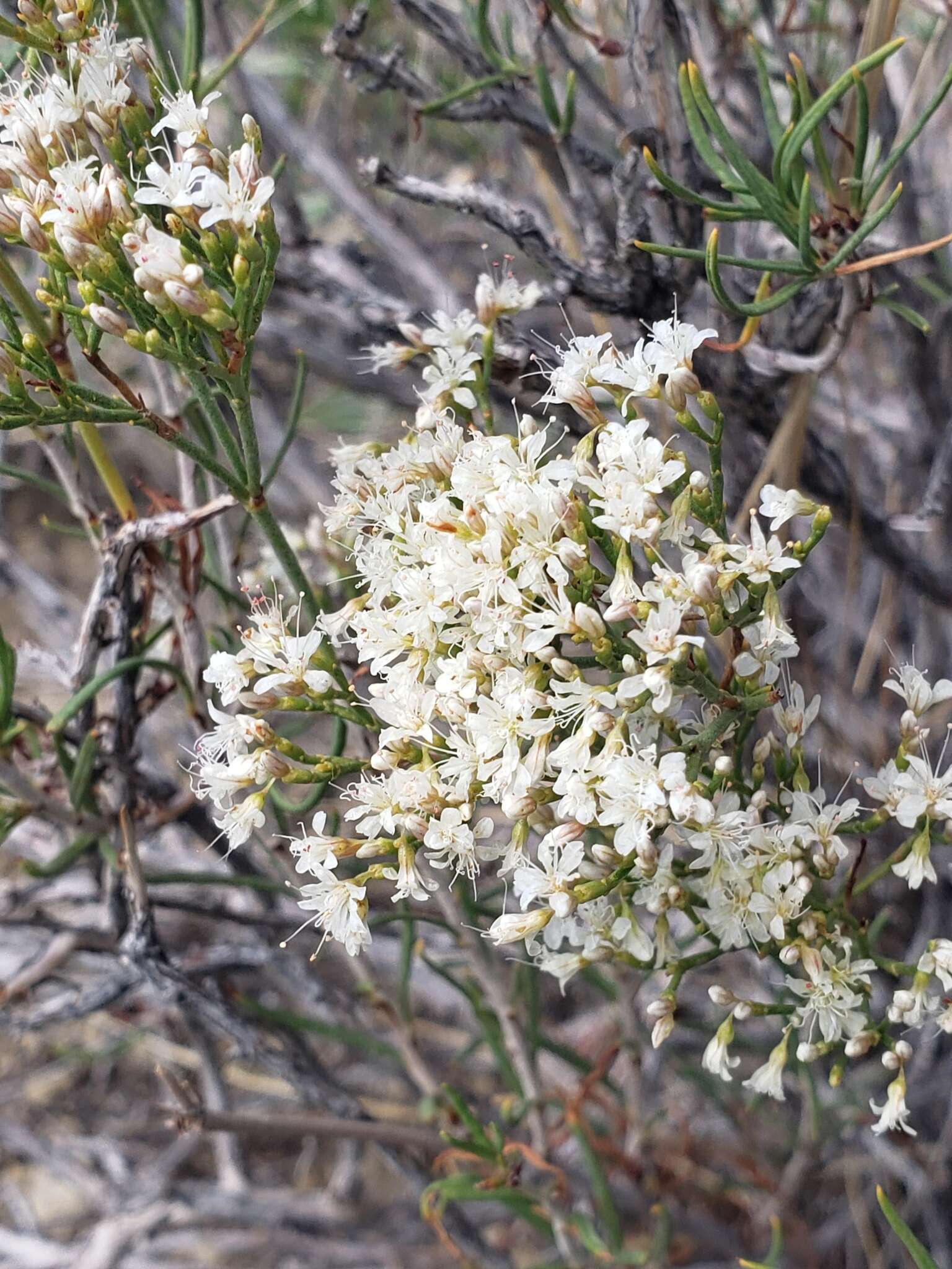 Imagem de Eriogonum leptophyllum (Torr. & Gray) Woot. & Standl.