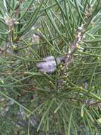 Image of Hakea lissosperma R. Br.