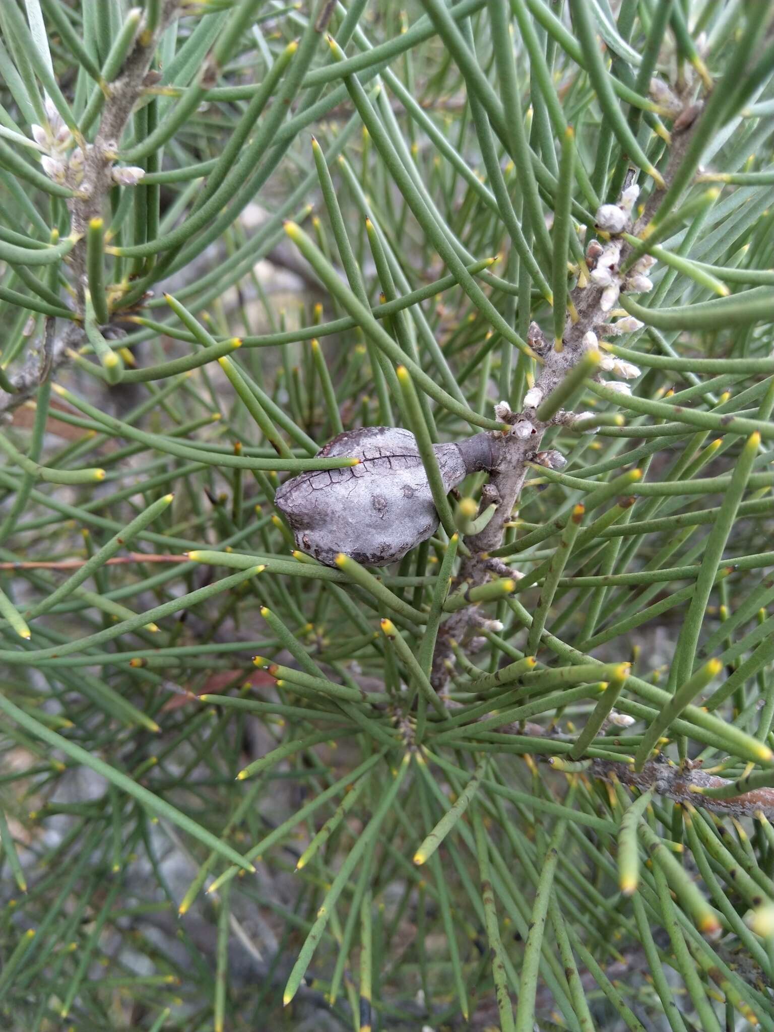 Image of Hakea lissosperma R. Br.