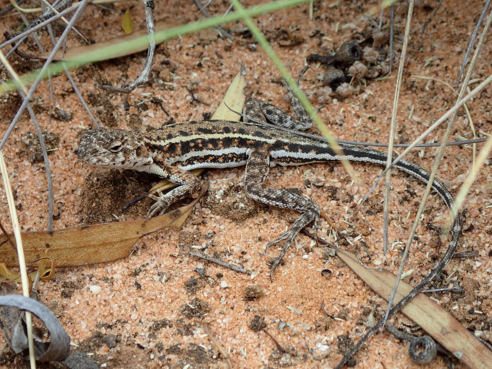 Ctenophorus fordi (Storr 1965) resmi