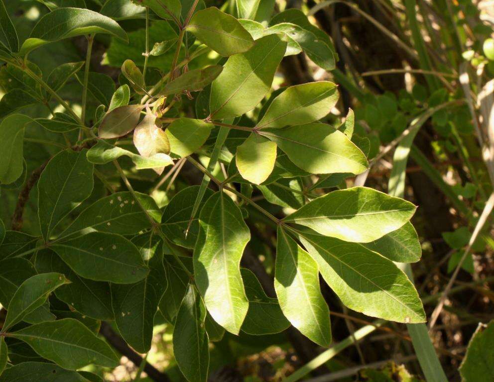 Heteromorpha arborescens var. abyssinica (Hochst. ex Rich.) H. Wolff的圖片