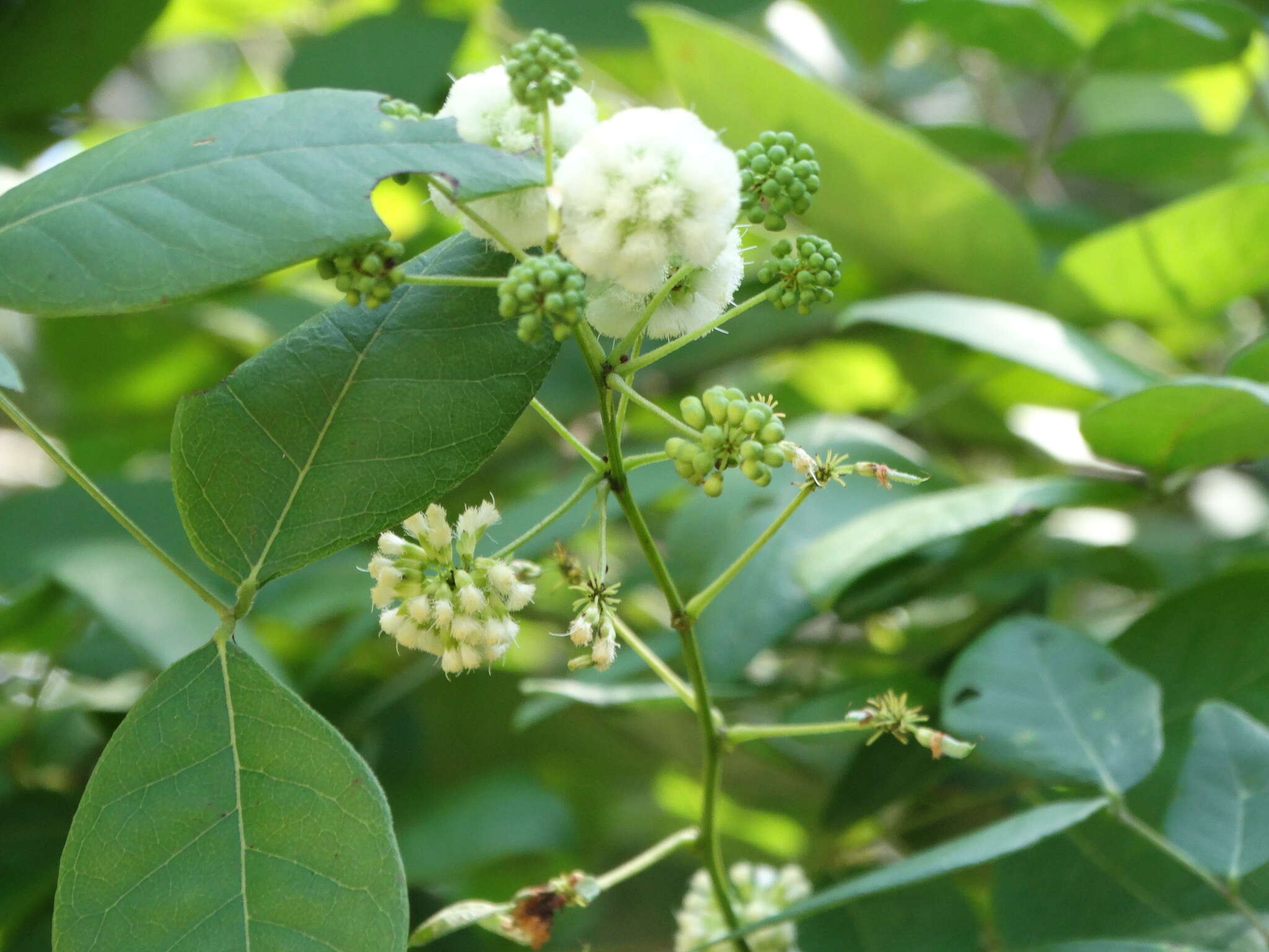 Leucaena lanceolata var. lanceolata的圖片