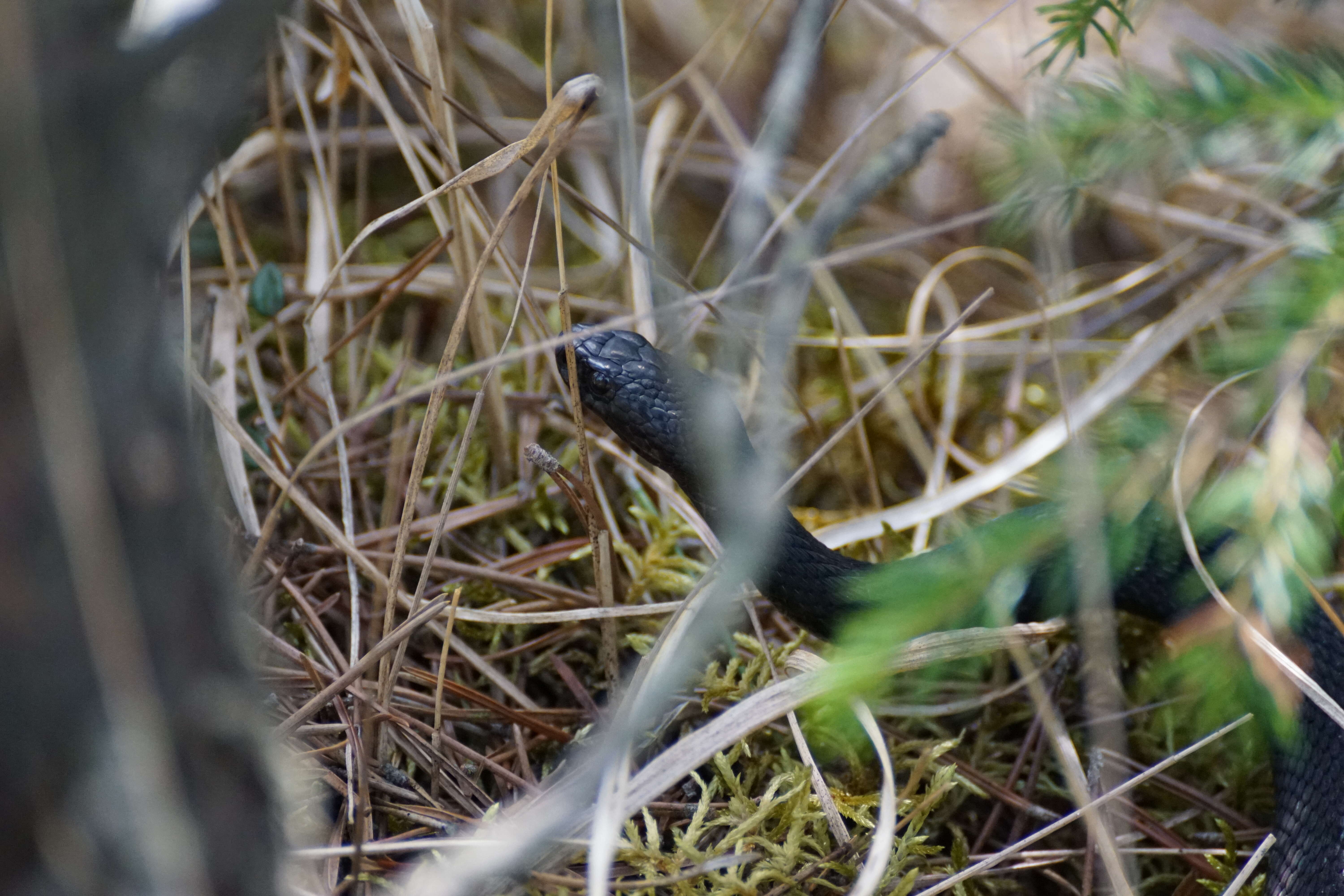 Image of Adder